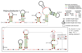 <span class="mw-page-title-main">Polynucleobacter-1 RNA motif</span>