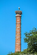 Nid sur une ancienne cheminée à Portimão (Portugal).