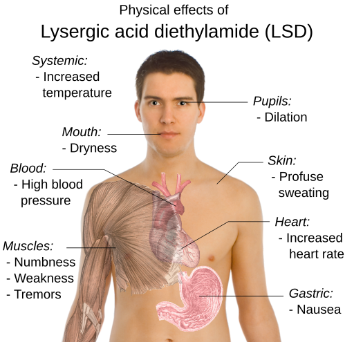 Possible physical effects of lysergic acid diethylamide (LSD)