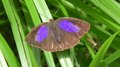 File:Powdered Oakblue (Arhopala bazalus).webm