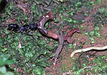 נמלה צורבת פרימיטיבית (Odontoponera sp.) ניזונה מתולעת אדמה (Lumbricina) (5219377199) .jpg