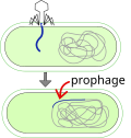 Vignette pour Prophage