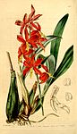 Prosthechea vitellina (as Epidendrum vitellinum)-Curtis 70-4107 (1844).jpg