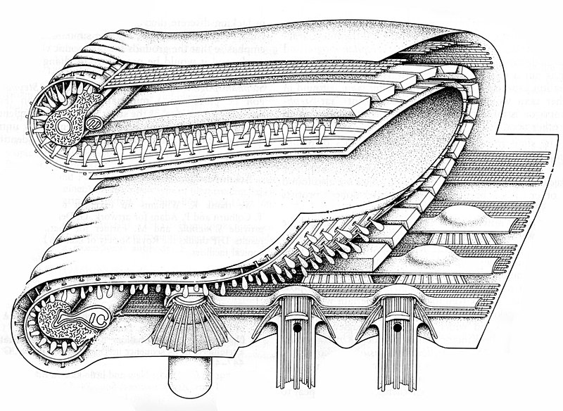 File:Prot stephie stephanopogon apogon L dp.jpg