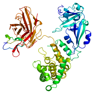 Heparin-binding EGF-like growth factor protein-coding gene in the species Homo sapiens