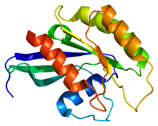 <span class="mw-page-title-main">RAB26</span> Protein-coding gene in the species Homo sapiens