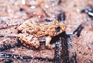 <i>Pseudopaludicola ternetzi</i> Species of frog