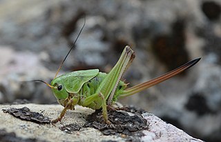 <i>Psorodonotus</i> Genus of cricket-like animals