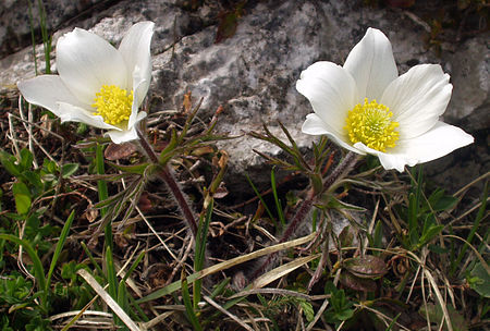 Tập tin:Pulsatilla alpina schneebergensis.jpg