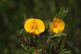 <i>Pultenaea fasciculata</i> Species of flowering plant