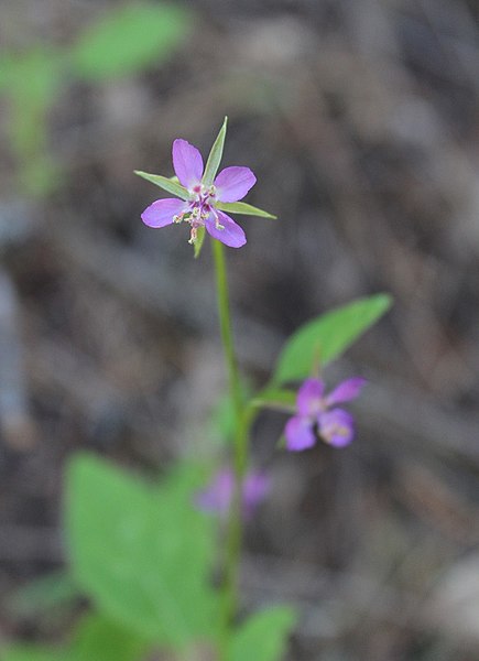 File:Purple Flower (34898830434).jpg