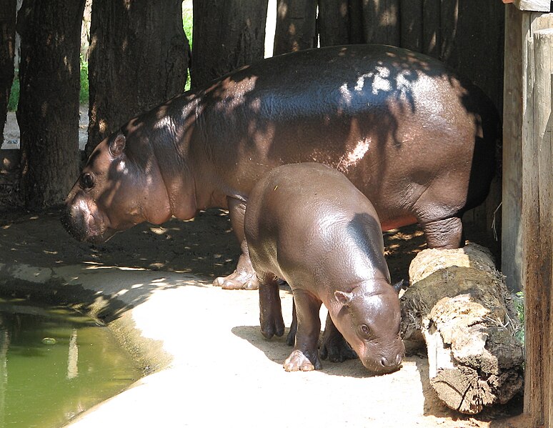 File:Pygmy Hippopotamus with the young.jpg