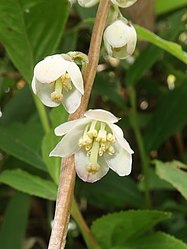 雄蕊は10個あり、葯は花柱の周囲をとりかこむ。花柱はまっすぐに伸びる。