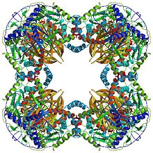 The cubic catalytic core structure made up of 24 dihydrolipoyl transacetylase subunits. Pyruvate dehydrogenase multienzyme complex.jpg