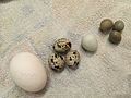 左から鶏卵、 通常のウズラの卵、 白色のウズラの卵、 ヒメウズラの卵