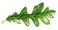 Quercus cerris leaf