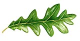 Quercus cerris leaf illustrations.jpg