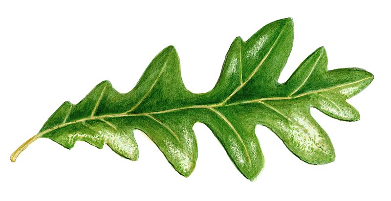 File:Quercus cerris leaf illustrations.jpg