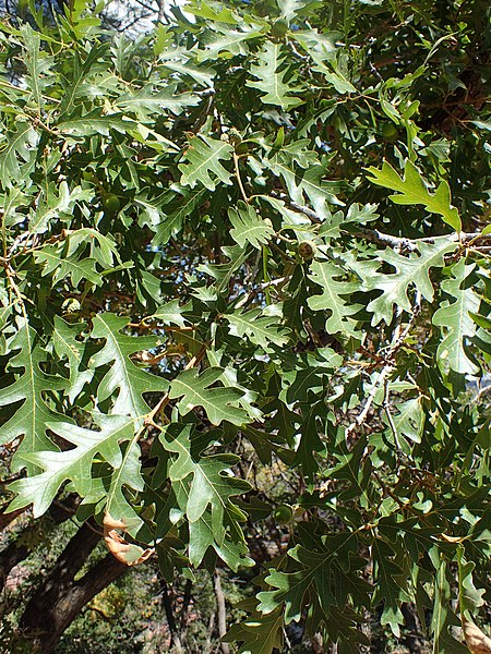 File:Quercus gambelii kz14.jpg