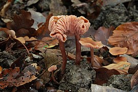 Rötliche Lacktrichterling Laccaria laccata.jpg