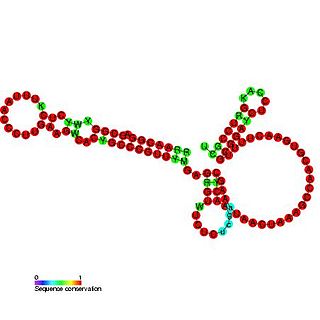 <span class="mw-page-title-main">OxyS RNA</span>