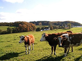 Red Holstein cattle near the Brebach farm