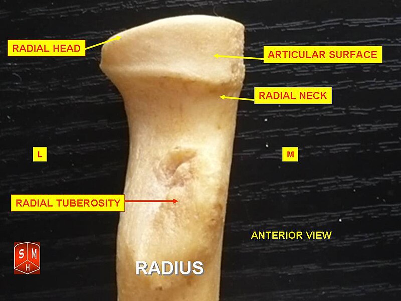 File:Radius.jpg