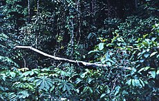 Rainforest at edge of logging, Liberia 1968.jpg