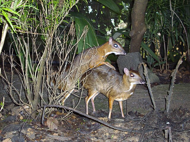 Mating mouse-deer