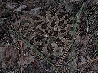 <i>Crotalus lutosus</i> subspecies of reptile