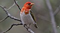 Red-headed weaver, Anaplectes rubriceps, at Loodswaai Game Reserve, Gauteng, South Africa.jpg