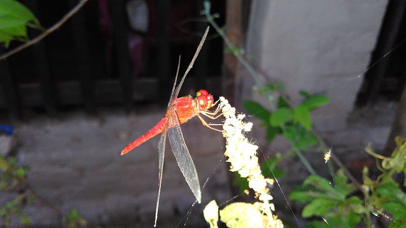 File:Red fly.jpg