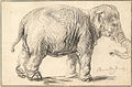 An elephant, 1637, drawing in black chalk on paper, Albertina, Austria