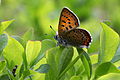 * Nomination Rencontre avec le Cuivré de la bistorte (Lycaena helle) lors d'un transect hebdomadaire. L'espèce est protégée au niveau national. --Pmau 20:05, 8 June 2015 (UTC) * Decline The butterfly is not really sharp --Uoaei1 14:01, 9 June 2015 (UTC)