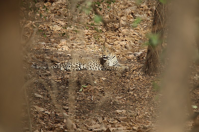 File:Resting under the trees.jpg