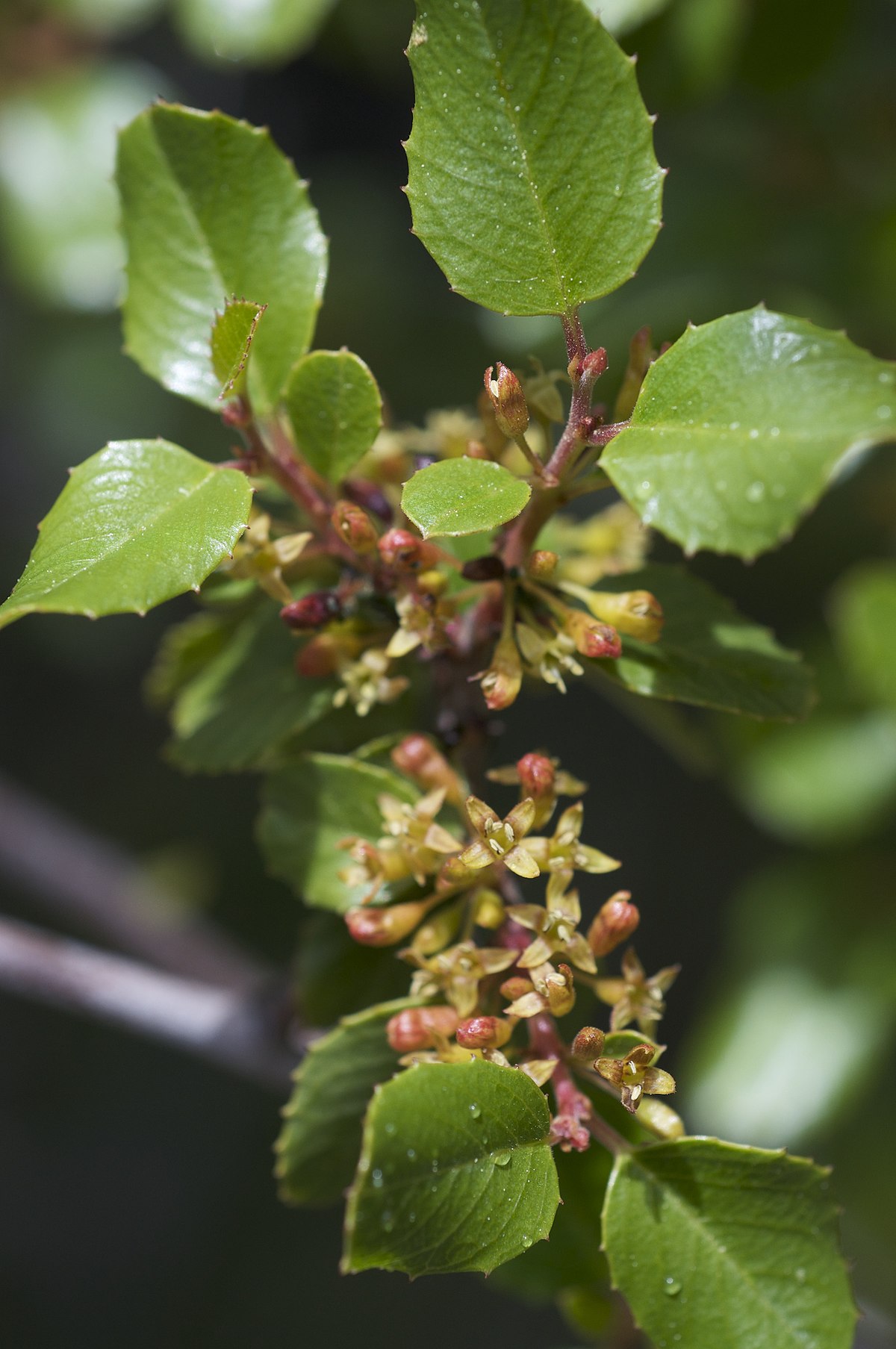 Image of Rhamnus ilicifolia plant