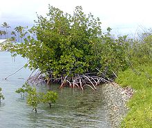 Rhizophoraceae (mangroves) dominate tropical tidal swamps Rhizophora yngtree.jpg