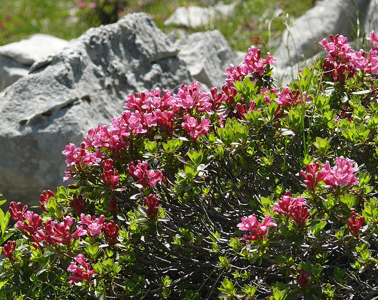 File:Rhododendron hirsutum 250708.jpg