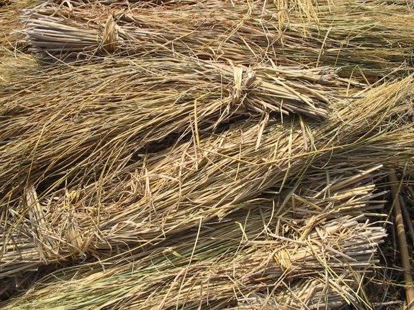 Bundles of rice straw