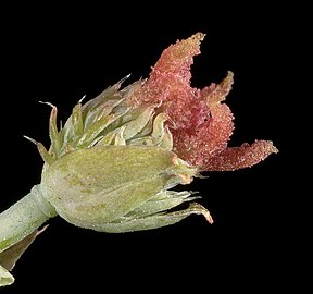 Ricinus communis (female) - Flickr - Kevin Thiele.jpg