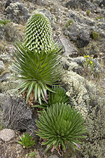 Lobelia deckenii sur 4000 m super marnivelo.