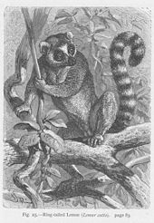 Lemur Catta: Etimología, Historia evolutiva y taxonomía, Anatomía y fisiología