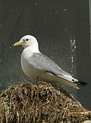 Une mouette tridactyle, en Norvège