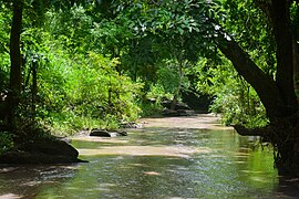 Rivière dans la forêt.