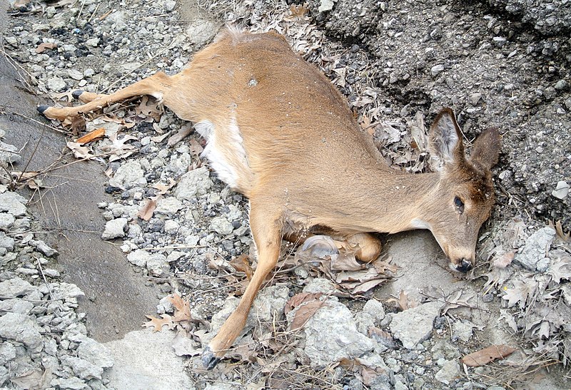 File:Roadkilled Deer Richmond Indiana.jpg