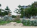 Beachfront landscaping