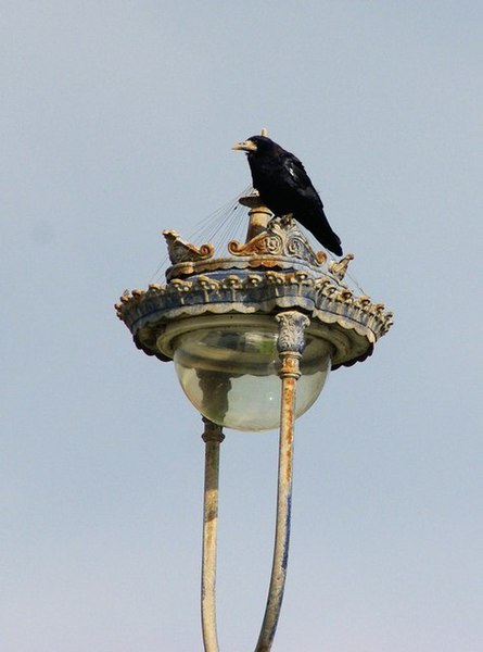 File:Rook on a street lamp at Craig-y-Don - geograph.org.uk - 993733.jpg