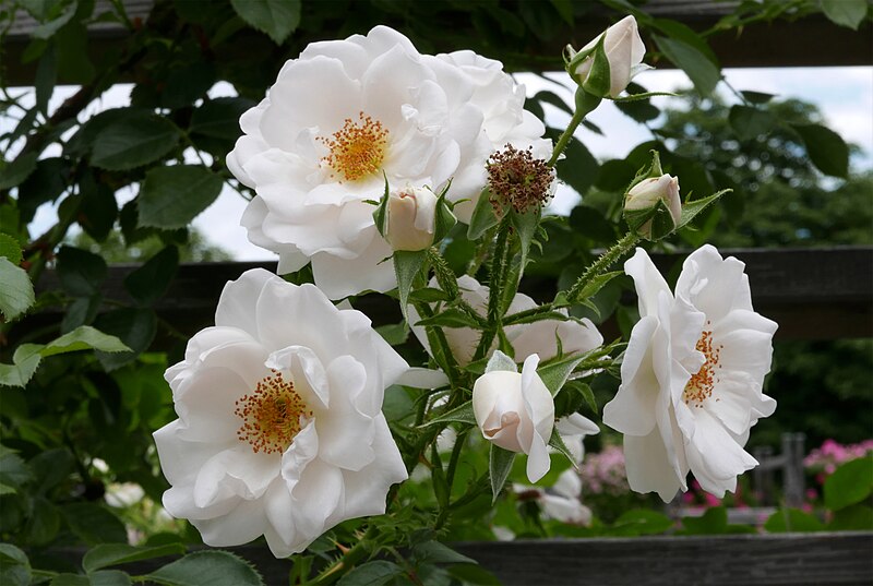 File:Rosarium Baden Rosa 'Hella' Kordes 2009 02.jpg