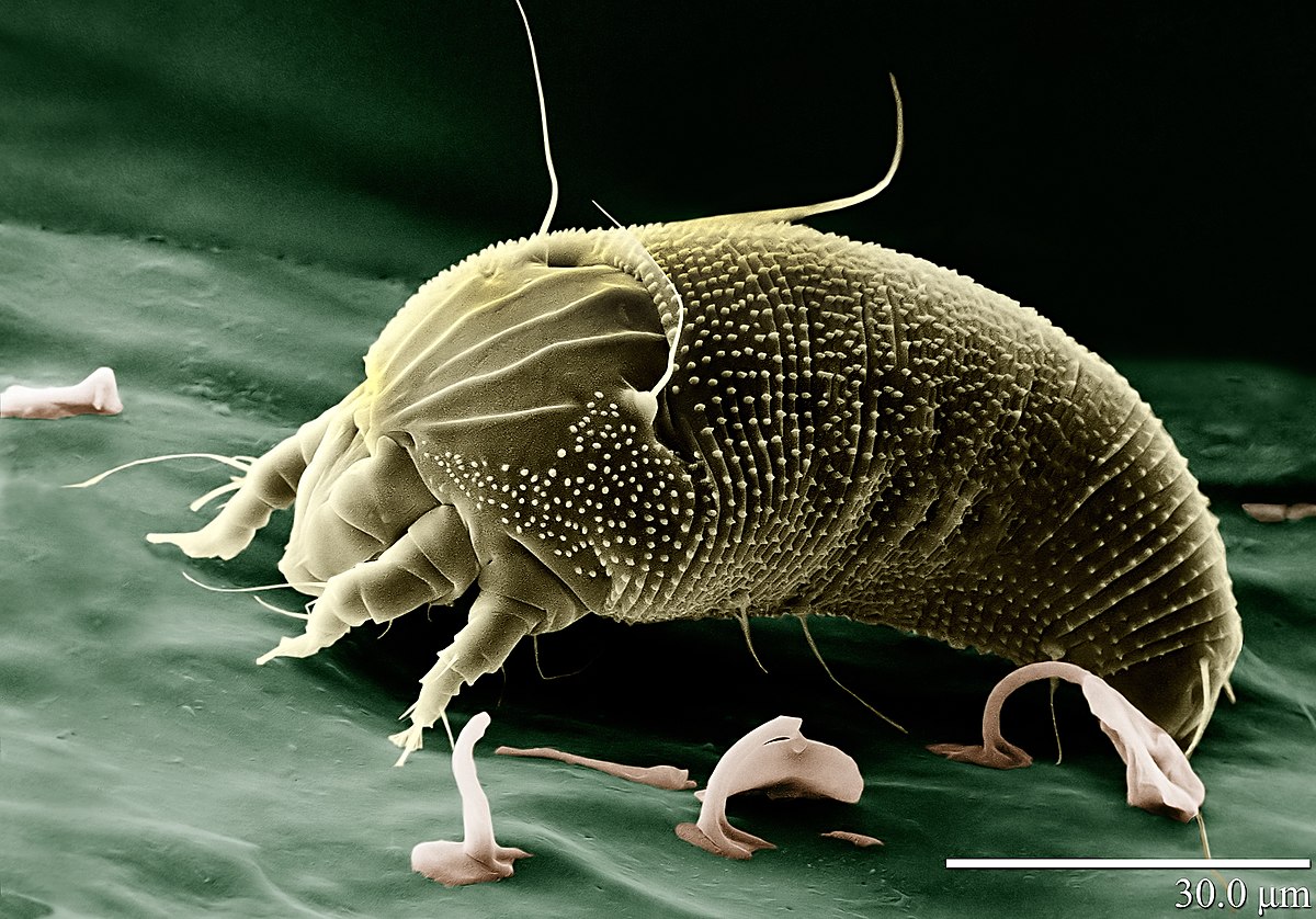 les parasites en anglais ásványi parazita