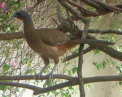 Rostgumpad chachalaca (Ortalis ruficauda)